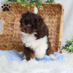 Arch, Mini Bernedoodle Puppy