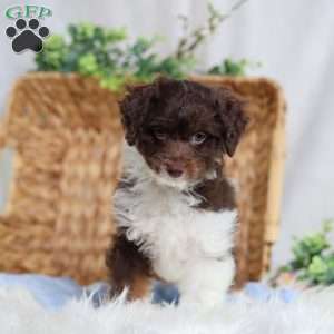 Arch, Mini Bernedoodle Puppy