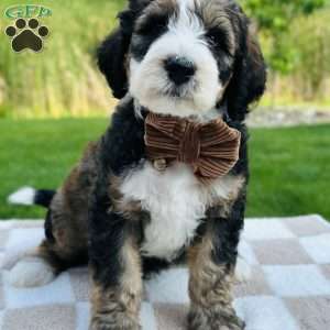 Tide, Bernedoodle Puppy