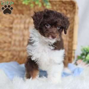 Arch, Mini Bernedoodle Puppy