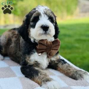 Tide, Bernedoodle Puppy
