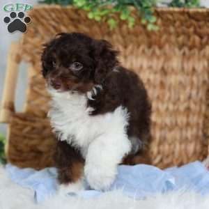 Arch, Mini Bernedoodle Puppy