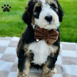 Tide, Bernedoodle Puppy