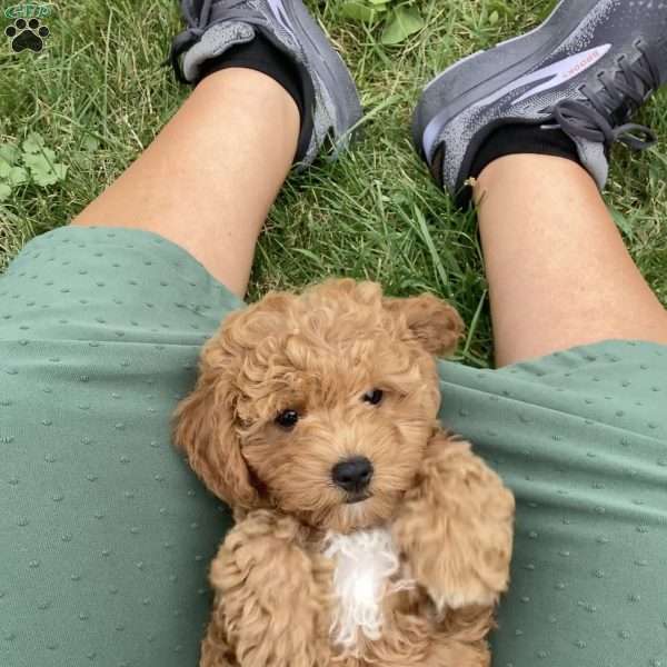 Braylie, Havapoo Puppy