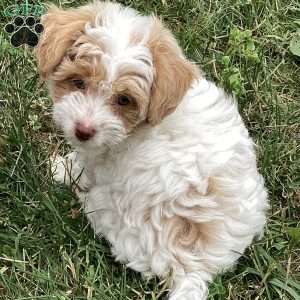 Jake, Havapoo Puppy
