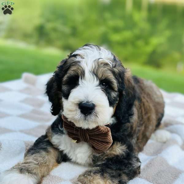 Tide, Bernedoodle Puppy