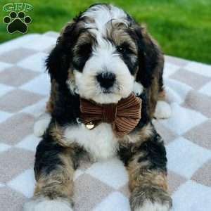 Tide, Bernedoodle Puppy