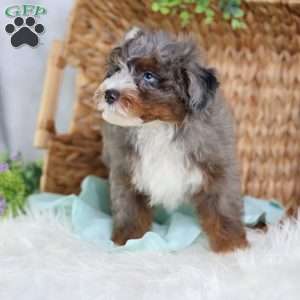 Allan, Mini Bernedoodle Puppy
