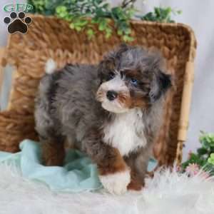 Allan, Mini Bernedoodle Puppy