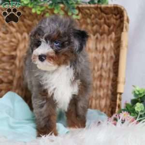Allan, Mini Bernedoodle Puppy