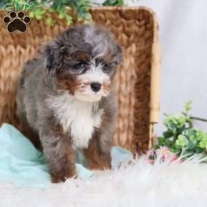 Allan, Mini Bernedoodle Puppy