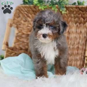 Allan, Mini Bernedoodle Puppy