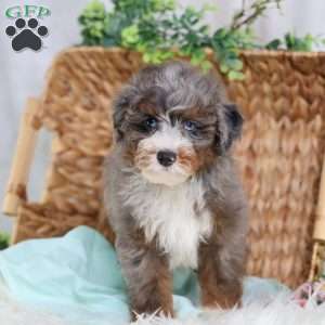 Allan, Mini Bernedoodle Puppy