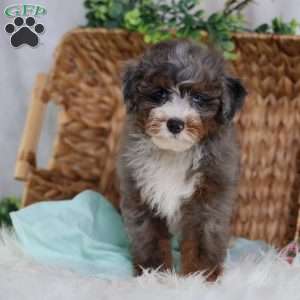 Allan, Mini Bernedoodle Puppy