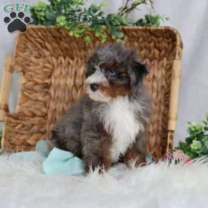 Allan, Mini Bernedoodle Puppy