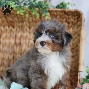 Allan, Mini Bernedoodle Puppy