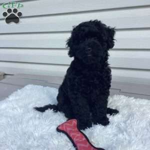 Jazzy, Havapoo Puppy