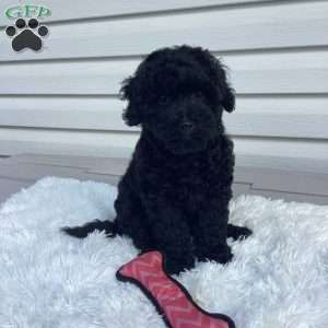 Jazzy, Havapoo Puppy