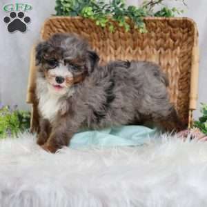 Allan, Mini Bernedoodle Puppy
