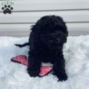 Jazzy, Havapoo Puppy