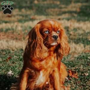 Archie, Cavapoo Puppy