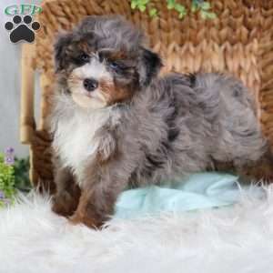 Allan, Mini Bernedoodle Puppy