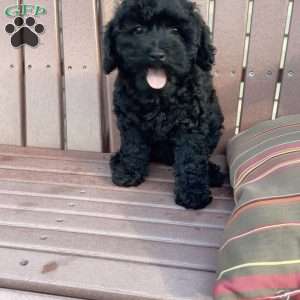 Jazzy, Havapoo Puppy
