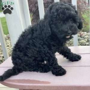 Jazzy, Havapoo Puppy