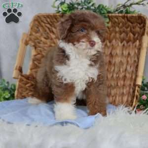 Aldo, Mini Bernedoodle Puppy