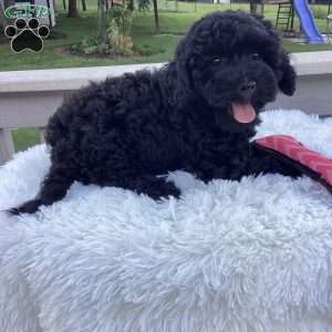 Jazzy, Havapoo Puppy
