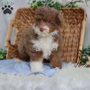 Aldo, Mini Bernedoodle Puppy