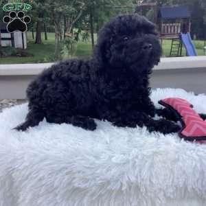 Jazzy, Havapoo Puppy