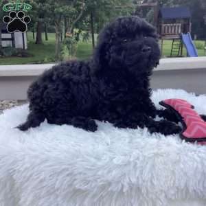Jazzy, Havapoo Puppy