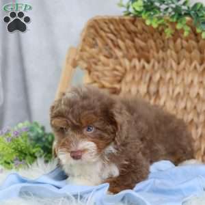Aldo, Mini Bernedoodle Puppy