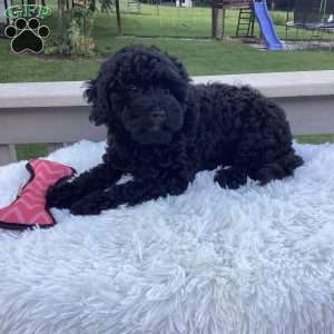 Jazzy, Havapoo Puppy