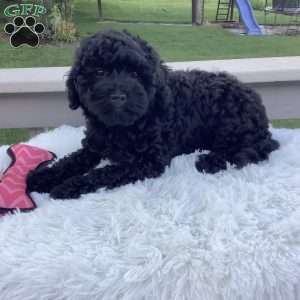 Jazzy, Havapoo Puppy