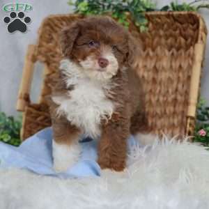 Aldo, Mini Bernedoodle Puppy