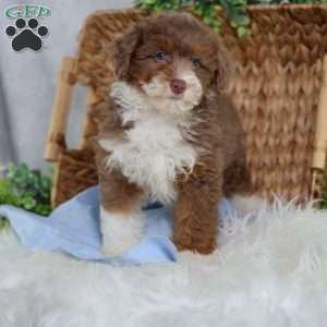 Aldo, Mini Bernedoodle Puppy