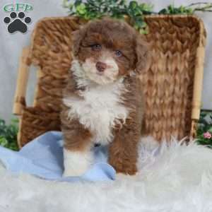 Aldo, Mini Bernedoodle Puppy