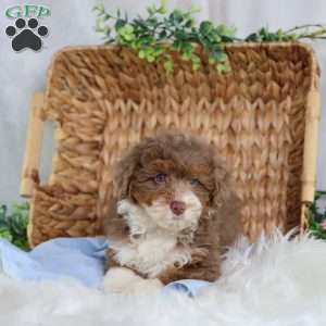 Aldo, Mini Bernedoodle Puppy