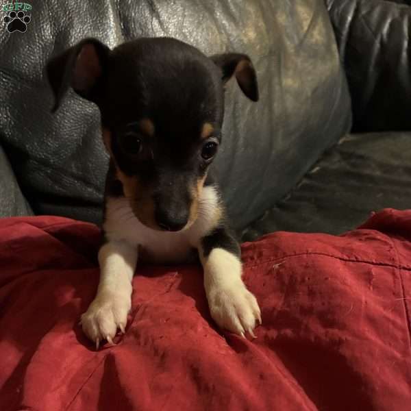 Duke, Toy Fox Terrier Puppy