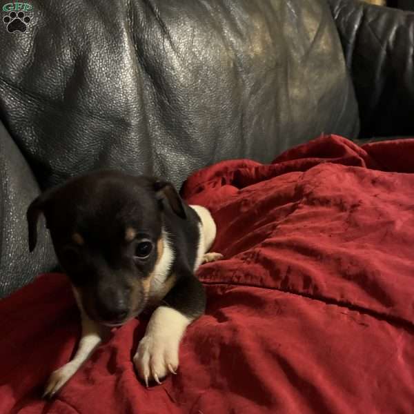 Milo, Toy Fox Terrier Puppy
