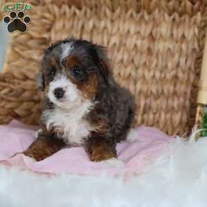 Brandi, Mini Bernedoodle Puppy