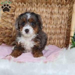 Brandi, Mini Bernedoodle Puppy