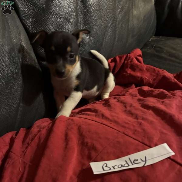 Bradley, Toy Fox Terrier Puppy