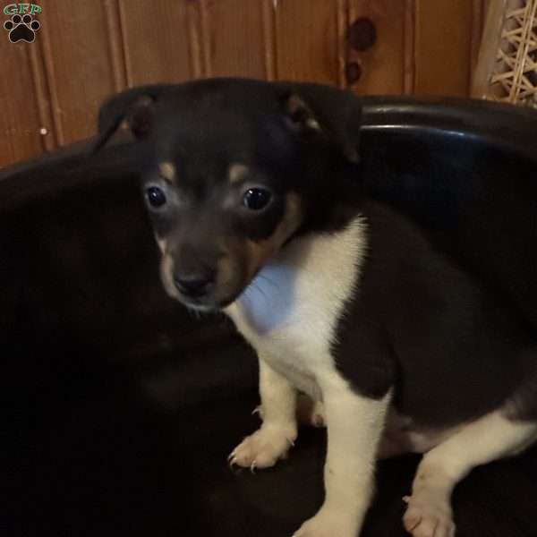 Cooper, Toy Fox Terrier Puppy