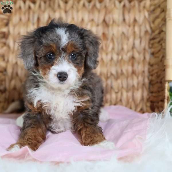 Brandi, Mini Bernedoodle Puppy