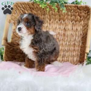 Brandi, Mini Bernedoodle Puppy