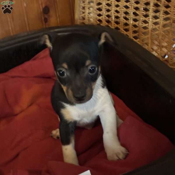 Sam, Toy Fox Terrier Puppy