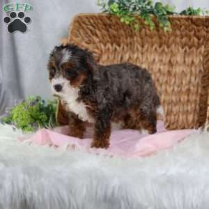 Brandi, Mini Bernedoodle Puppy